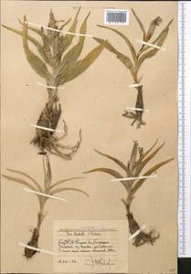 Iris narbutii O.Fedtsch., Middle Asia, Western Tian Shan & Karatau (M3) (Uzbekistan)