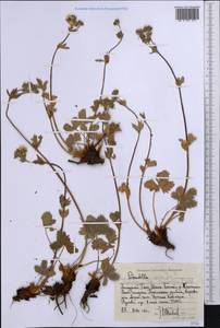 Potentilla grisea Juz., Middle Asia, Western Tian Shan & Karatau (M3) (Kyrgyzstan)