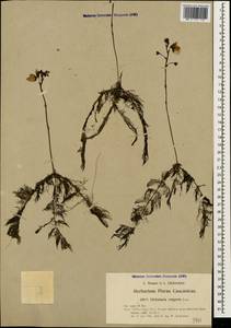 Utricularia vulgaris L., Caucasus, Georgia (K4) (Georgia)