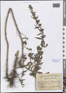 Lythrum salicaria L., Eastern Europe, Lower Volga region (E9) (Russia)