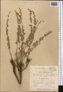 Artemisia rutifolia Steph. ex Spreng., Middle Asia, Dzungarian Alatau & Tarbagatai (M5) (Kazakhstan)