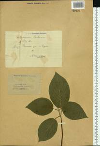 Viburnum lantana L., Eastern Europe, Eastern region (E10) (Russia)