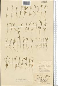 Strigosella africana (L.) Botsch., Middle Asia, Northern & Central Kazakhstan (M10) (Kazakhstan)