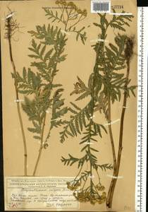 Tanacetum vulgare L., Eastern Europe, Northern region (E1) (Russia)