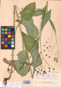 Lapsana communis subsp. intermedia (M. Bieb.) Hayek, Eastern Europe, North-Western region (E2) (Russia)