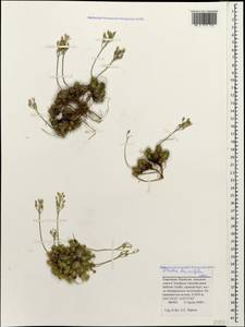 Draba bruniifolia Steven, Caucasus, Stavropol Krai, Karachay-Cherkessia & Kabardino-Balkaria (K1b) (Russia)