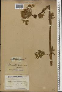 Selinum alatum (M. Bieb.) Hand, Caucasus (no precise locality) (K0)