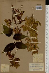 Ailanthus altissima (Miller) Swingle, Eastern Europe, South Ukrainian region (E12) (Ukraine)