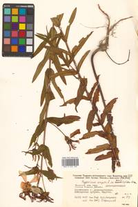 Hypericum ascyron subsp. gebleri (Ledeb.) N.Robson, Siberia, Russian Far East (S6) (Russia)