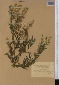 Galega officinalis L., Western Europe (EUR) (Romania)