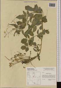 Cardamine amara L., Western Europe (EUR) (Germany)