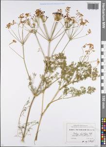 Prangos odontalgica (Pall.) Herrnst. & Heyn, Eastern Europe, Rostov Oblast (E12a) (Russia)