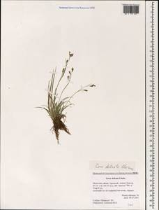Carex delicata C.B.Clarke, Mongolia (MONG) (Mongolia)