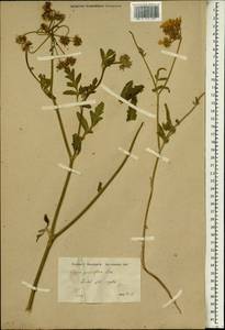 Orlaya grandiflora (L.) Hoffm., South Asia, South Asia (Asia outside ex-Soviet states and Mongolia) (ASIA) (Turkey)