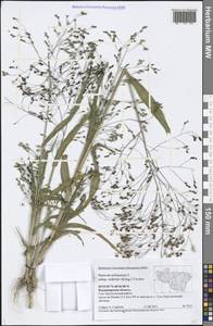 Panicum miliaceum L., Eastern Europe, Central region (E4) (Russia)