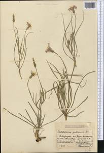 Pseudopodospermum pubescens (DC.) Zaika, Sukhor. & N. Kilian, Middle Asia, Dzungarian Alatau & Tarbagatai (M5) (Kazakhstan)