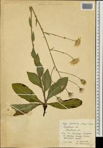 Crepis pannonica (Jacq.) C. Koch, Eastern Europe, Central region (E4) (Russia)