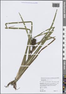 Sparganium glomeratum (Laest. ex Beurl.) Beurl., Siberia, Baikal & Transbaikal region (S4) (Russia)