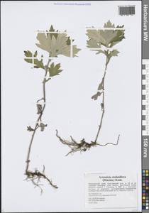 Artemisia stolonifera (Maxim.) Kom., Siberia, Russian Far East (S6) (Russia)