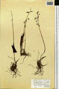 Oreorchis patens (Lindl.) Lindl., Siberia, Russian Far East (S6) (Russia)