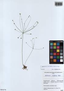 Androsace lactiflora Fisch. ex Willd., Siberia, Altai & Sayany Mountains (S2) (Russia)