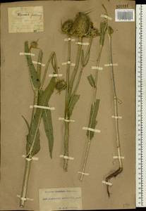 Dipsacus fullonum L., Eastern Europe, South Ukrainian region (E12) (Ukraine)