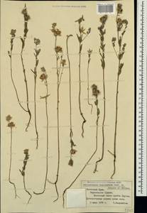 Helianthemum ledifolium subsp. lasiocarpum (Jacques & Herincq) Nyman, Crimea (KRYM) (Russia)