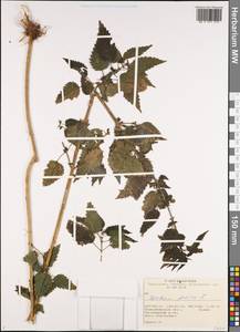 Urtica dioica L., Siberia, Western Siberia (S1) (Russia)