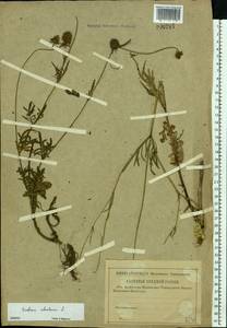 Scabiosa ochroleuca L., Eastern Europe (no precise locality) (E0) (Russia)