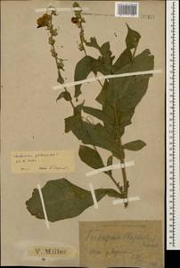Verbascum phlomoides L., Caucasus, Black Sea Shore (from Novorossiysk to Adler) (K3) (Russia)