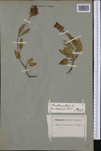 Prunella grandiflora (L.) Scholler, Western Europe (EUR) (Germany)