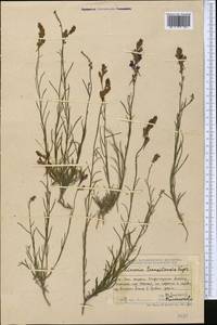 Linaria transiliensis Kuprian., Middle Asia, Dzungarian Alatau & Tarbagatai (M5) (Kazakhstan)
