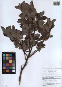 Salix lapponum L., Siberia, Altai & Sayany Mountains (S2) (Russia)