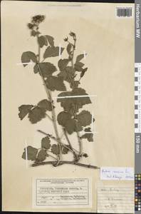 Rubus caesius L., Middle Asia, Western Tian Shan & Karatau (M3) (Uzbekistan)