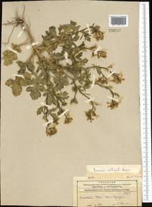 Eruca vesicaria subsp. sativa (Mill.) Thell., Middle Asia, Caspian Ustyurt & Northern Aralia (M8) (Kazakhstan)