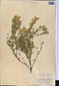Dracocephalum peregrinum L., Middle Asia, Dzungarian Alatau & Tarbagatai (M5) (Kazakhstan)