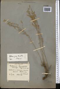 Artemisia juncea Kar. & Kir., Middle Asia, Dzungarian Alatau & Tarbagatai (M5) (Kazakhstan)