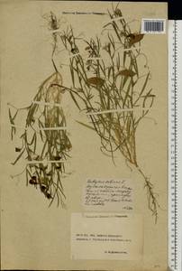 Lathyrus sativus L., Eastern Europe, North Ukrainian region (E11) (Ukraine)