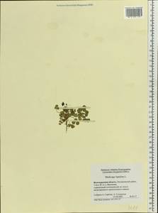 Medicago lupulina L., Eastern Europe, Lower Volga region (E9) (Russia)