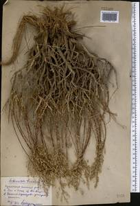 Seriphidium turanicum (Krasch.) Poljak., Middle Asia, Syr-Darian deserts & Kyzylkum (M7) (Uzbekistan)