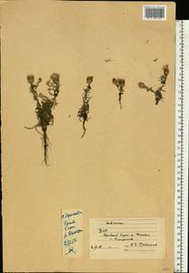 Centaurea, Eastern Europe, South Ukrainian region (E12) (Ukraine)
