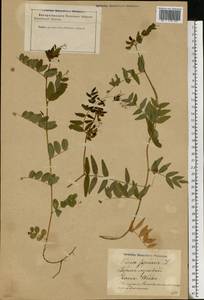 Vicia sepium L., Eastern Europe, Latvia (E2b) (Latvia)