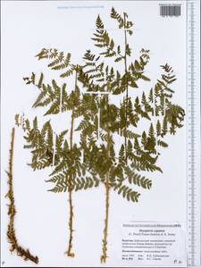 Dryopteris expansa (C. Presl) Fraser-Jenk. & Jermy, Siberia, Baikal & Transbaikal region (S4) (Russia)