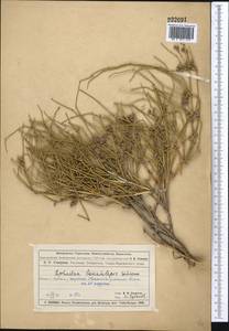 Ephedra lomatolepis Schrenk, Middle Asia, Muyunkumy, Balkhash & Betpak-Dala (M9) (Kazakhstan)