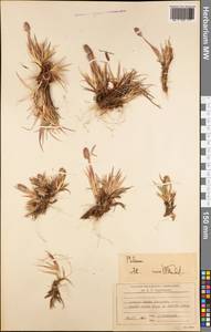 Phleum, America (AMER) (South Georgia and the South Sandwich Islands)