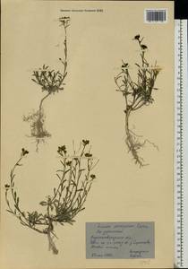 Linum ucranicum Czern. ex Gruner, Eastern Europe, North Ukrainian region (E11) (Ukraine)