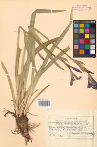 Iris setosa Pall. ex Link, Siberia, Chukotka & Kamchatka (S7) (Russia)