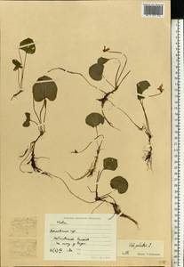 Viola palustris L., Eastern Europe, Moscow region (E4a) (Russia)