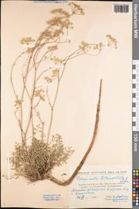 Pimpinella tragium Vill., Eastern Europe, North Ukrainian region (E11) (Ukraine)