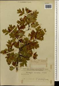 Crataegus caucasica K. Koch, Caucasus, Azerbaijan (K6) (Azerbaijan)